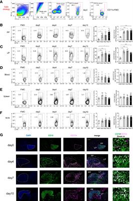 Intestinal CD11b+ B Cells Ameliorate Colitis by Secreting Immunoglobulin A